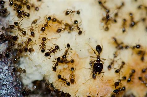 How To Tell The Difference Between Argentine And Pavement Ants Yale