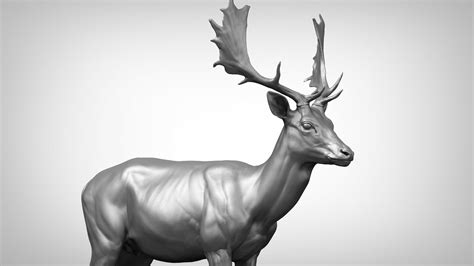 3d Model Fallow Deer Dama Dama Zbrush Sculpture Digital Turbosquid