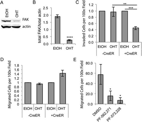 Focal Adhesion Kinase Depletion Reduces Murine Arthritic Synovial