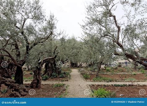 Jeruzalem Israël 15 Februari 2017 De Tuin Van Gethsemane De Plaats