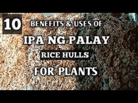 Rice Hulls Uses For Gardening Benefits And Uses Of Rice Hulls For