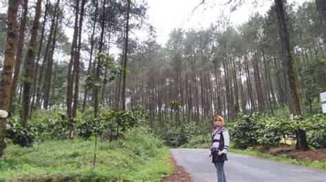 Cocok Buat Ngadem Menyusuri Hutan Pinus Di Wisata Jahim Pass Dengan