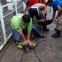 Michoac N Inundaciones Provocan Que Cocodrilos Anden Por Calles En