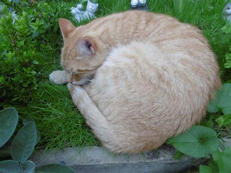 An Orange Tabby Cat Curled Up In The Grass With Its Paw On It S Chin