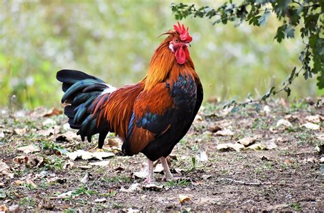 Chicken Cockscomb Rooster Free Photo On Pixabay Pixabay