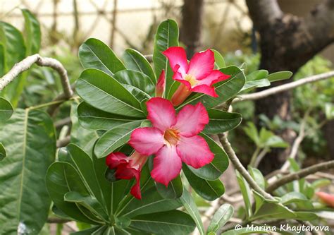 Trees Of Tropical Asia Adenium Obesum