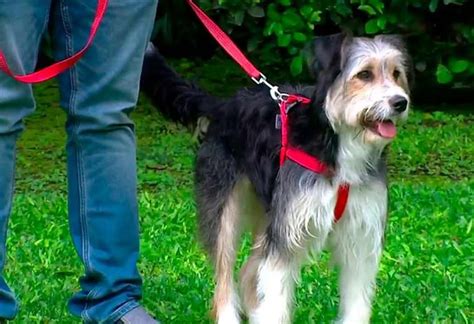 Aprenda La Manera Correcta De Pasear A Su Perro Teletica