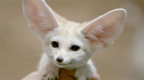 Fennec Fox