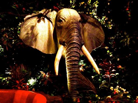 Flickrpdrb5l8 Elephant At Rainforest Cafe Rainforest