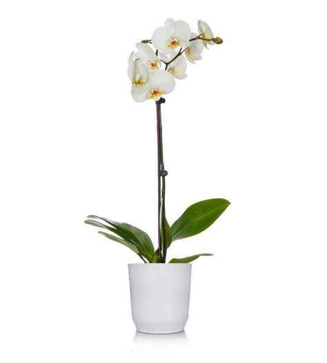 Orchid in Pot | | Worood Flower boutique