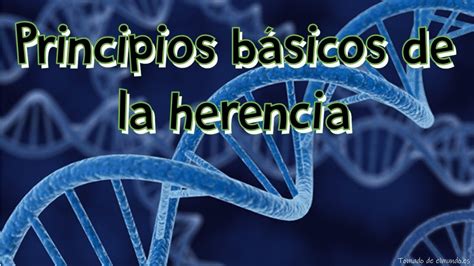 Principios B Sicos De La Herencia Youtube