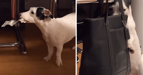 TikTok viral perro aprovecha la distracción de su dueña para robar