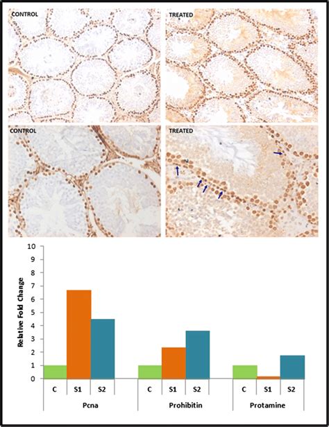 Endocrine Disruption Leads To Increased Proliferation And Compromised