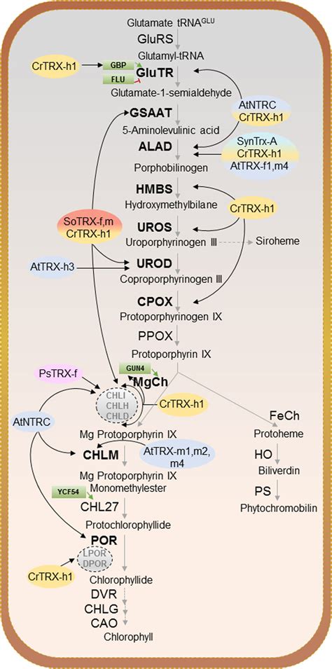 Scheme Of The Plastid Localized Tetrapyrrole Biosynthetic Pathway The