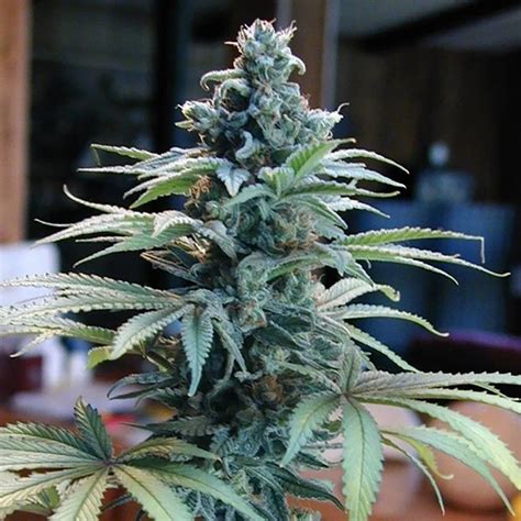 Blue Cheese Seeds Blue Cheese Weed Seeds