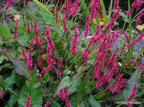 Persicaria Amplexicaulis ‘inverleith Penlan Perennials Nursery