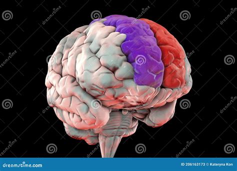 Human Brain With Highlighted Superior Frontal Gyrus Stock Illustration