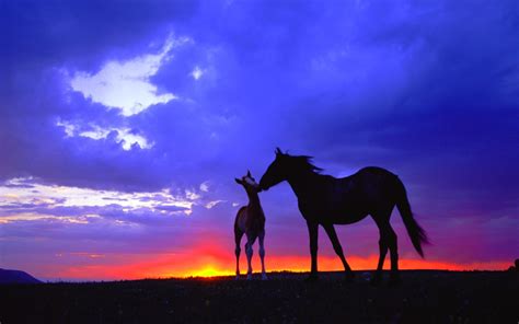 Mare And Foal Wallpapers - Wallpaper Cave