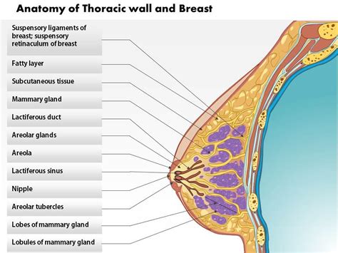 Mammary Gland Anatomy