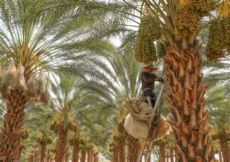 Plant Of The Month Date Palm Phoenix Dactylifera CV Water Counts