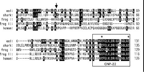 Figure 1 From Enhanced Expression And Release Of C Type Natriuretic