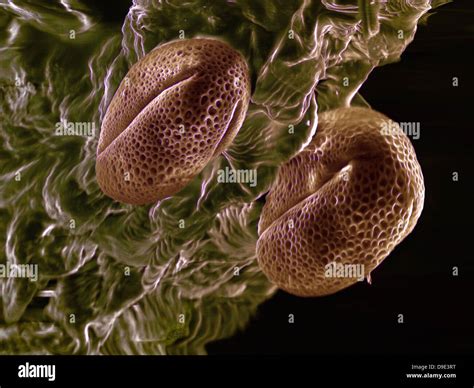 Granos De Polen Microscopio Fotograf As E Im Genes De Alta Resoluci N