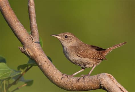 Small Brown Birds With Long Beaks Inc Awesome Photos