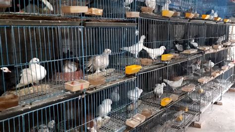 World S Biggest Fancy Pigeon Farm Different Types Of Fancy Pigeons