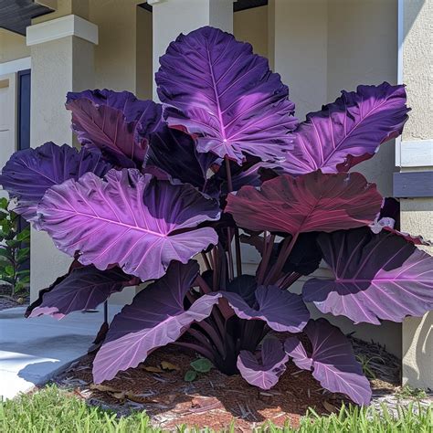 Tips For Growing Elephant Ears Pngland