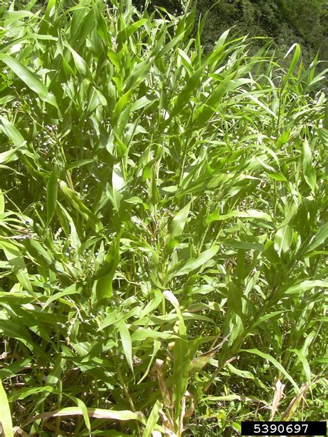 Job's tears, Coix lacryma-jobi (Cyperales: Poaceae) - 5390697