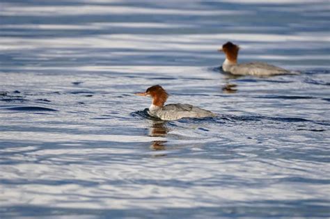 29 Must See Water Birds In Vermont Id Pics Pond Informer