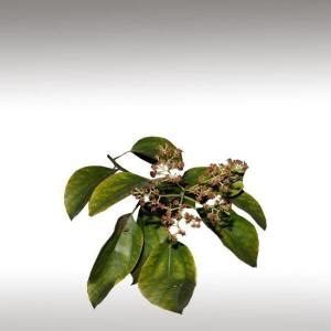 Ho Wood Essential Oil Cinnamomum Camphora Essential Oils EssentHouse