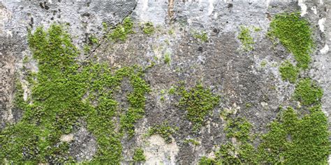 How To Remove Moss On Concrete Step By Step Guide 2025