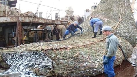 Amazing Fishermen Sort Their Big Net Fishing Catching In The Sea Youtube