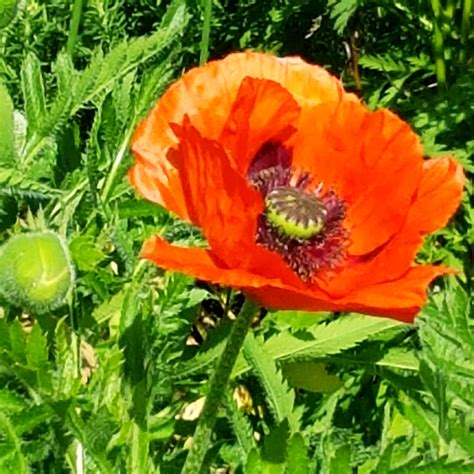 Papaver Somniferum Giganteum Giant Opium Poppy In Gardentags Plant