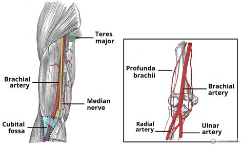 Brachial Artery Diagram Quizlet