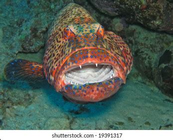 Red Grouper Stock Photo 19391317 | Shutterstock