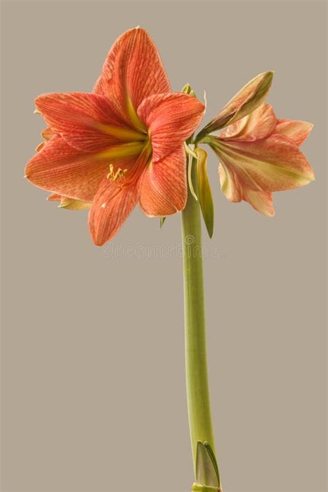 Hippeastrum Amaryllis Terra Cotta Star On A Gray Background