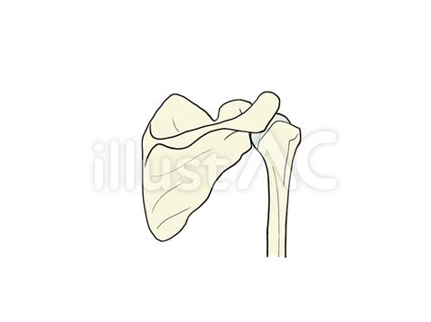後から見た肩甲上腕関節 骨 影なしイラスト No 22957223｜無料イラスト・フリー素材なら「イラストac」