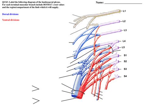 Lumbar Plexus Diagram Quizlet Sexiz Pix