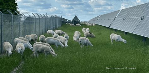 Huge Potential For Livestock Grazing And Vegies Under Solar Sheep Central