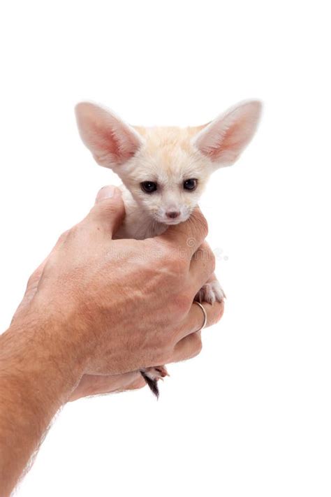 Pretty Fennec Fox Cub on White Background Stock Image - Image of happy ...