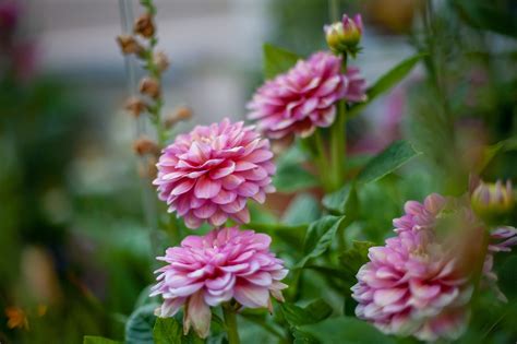 Dahlie Blume Garten Kostenloses Foto Auf Pixabay Pixabay