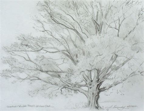 Pencil Drawings Of Trees