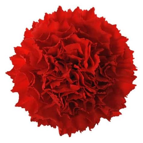 Carnations Flowers Direct