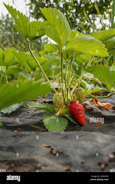 Stawberry Farm Fotos Und Bildmaterial In Hoher Auflösung Alamy