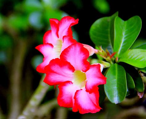 Red Cicada Flowers Evergreen Delicate Posture Gorgeous Flowers