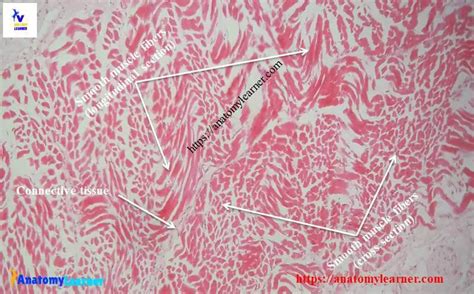 Smooth Muscle Histology Features From Cross And Longitudinal Section Anatomylearner The