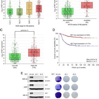 Regorafenib Inhibits Tumor Growth In An Orthotopic Xenograft NB Mouse