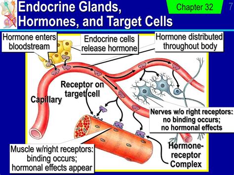 Ppt Chemical Control In Animals The Endocrine System Powerpoint